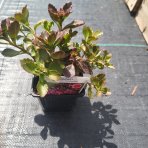 Rozchodník plazivý (Sedum spurium) ‘FULDAGLUT’ -  kont. P9